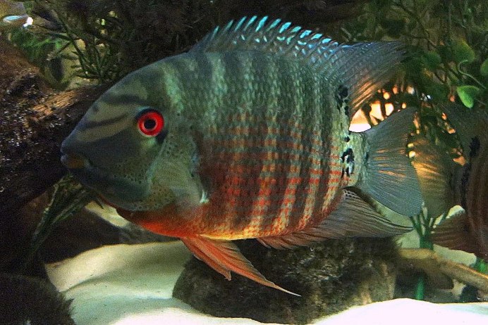 Акара бирюзовая и северум