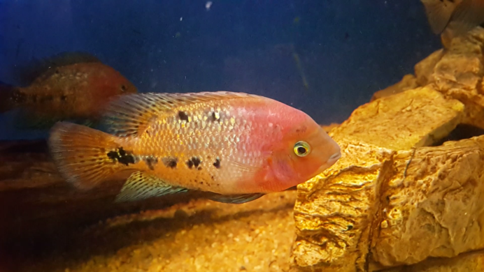 Красногорлая цихлида
