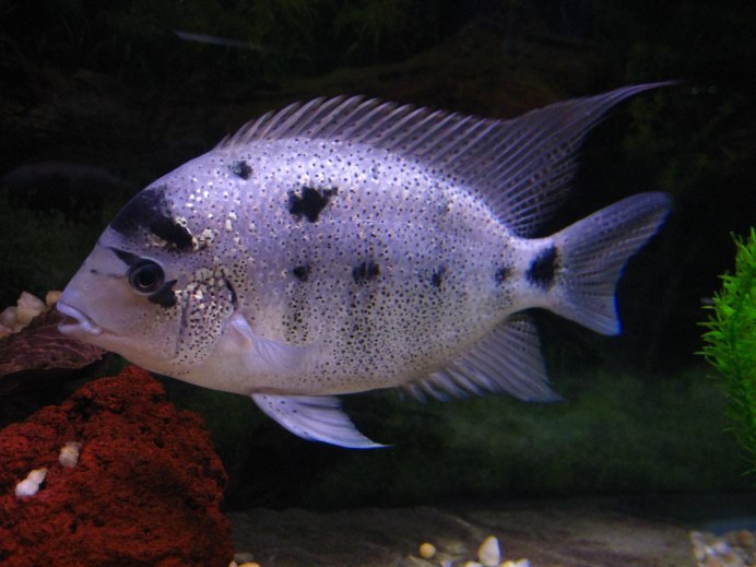 Цихлазома Аргентея