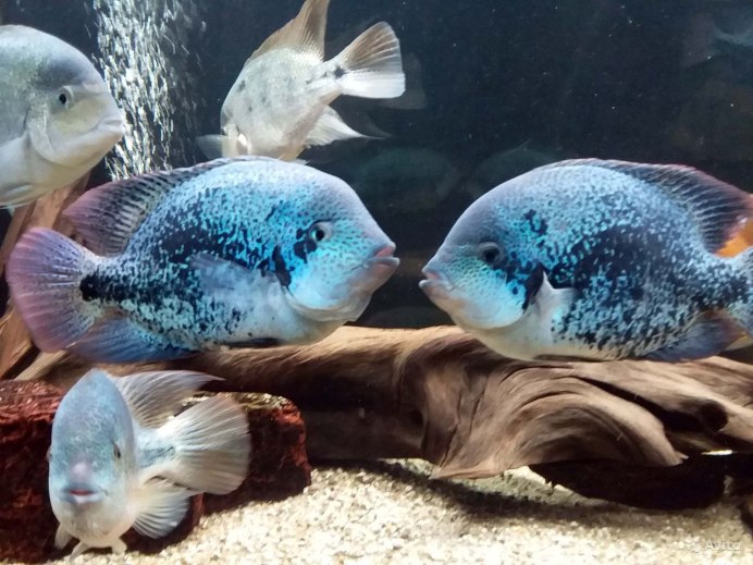 Цихлазома гуттулатум