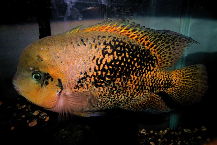 Цихлазома Вьеха Бифасциатум