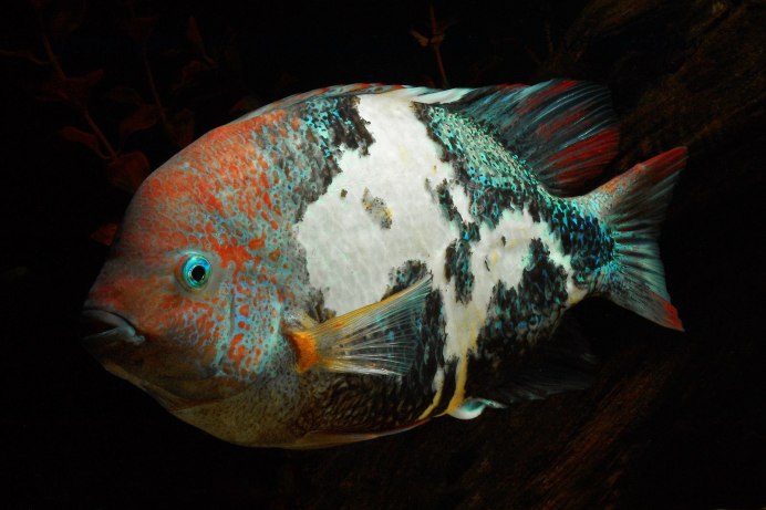 Цихлазомавбеха меланура