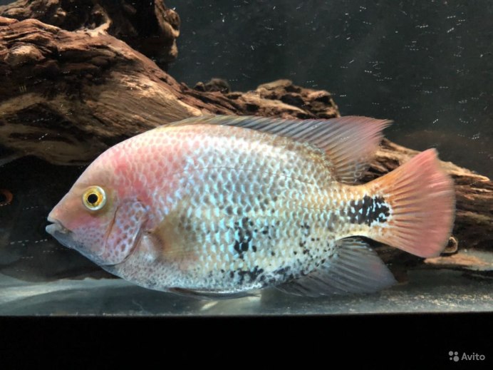 Цихлазома Вьеха Бифасциатум