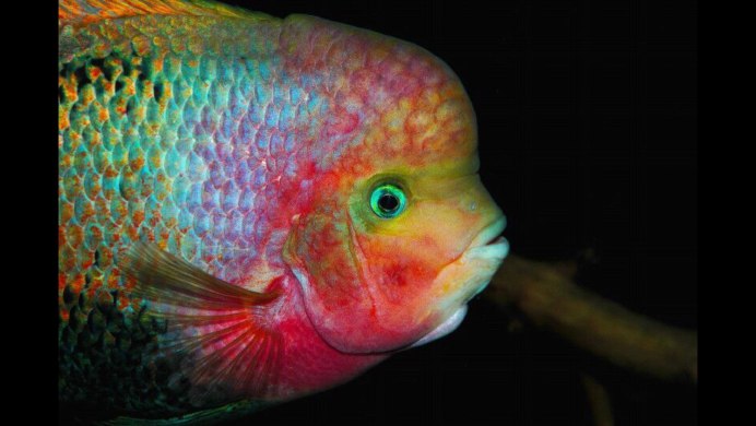 Северум Франц Гаяна