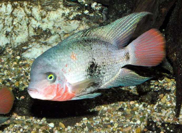 Вьеха Радужная цихлазома