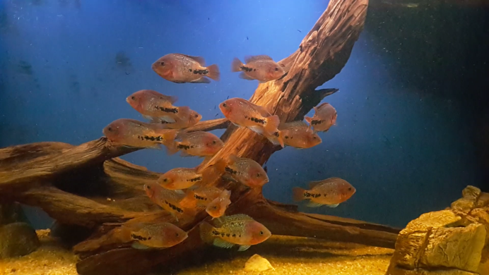 Цихлазома Персей фото