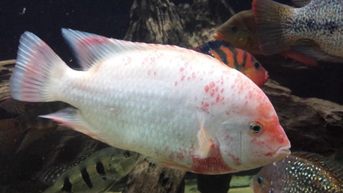 Вьеха Бакура фото