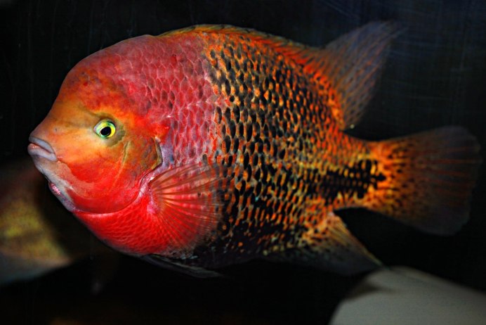 Рыбка попугай цихлазома