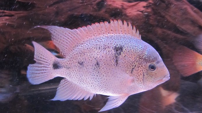 Red Texas Cichlid