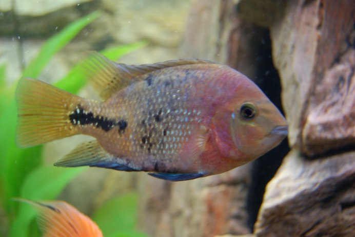 Cuban dish HD Destiny