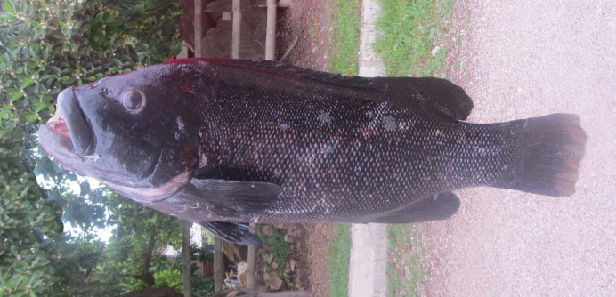 Вьеха синспила