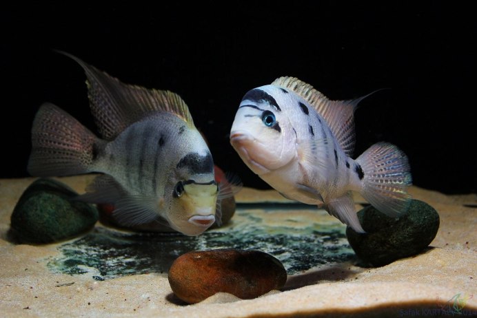 Melanura цихлида