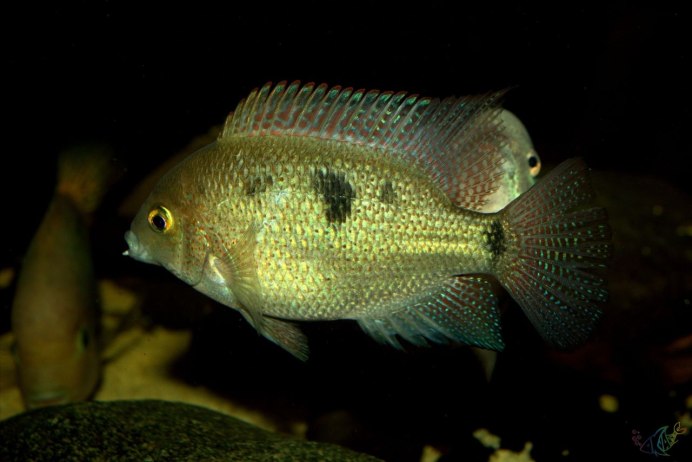 Тиляпия Мозамбикская