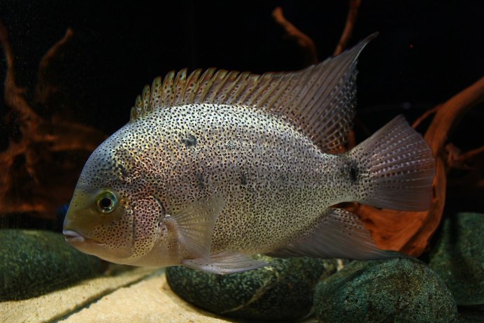 Вьеха Аргентия