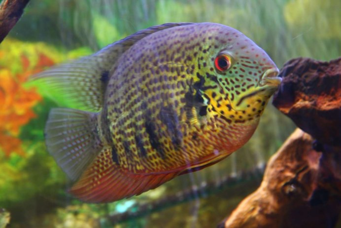 Северум Гаянский