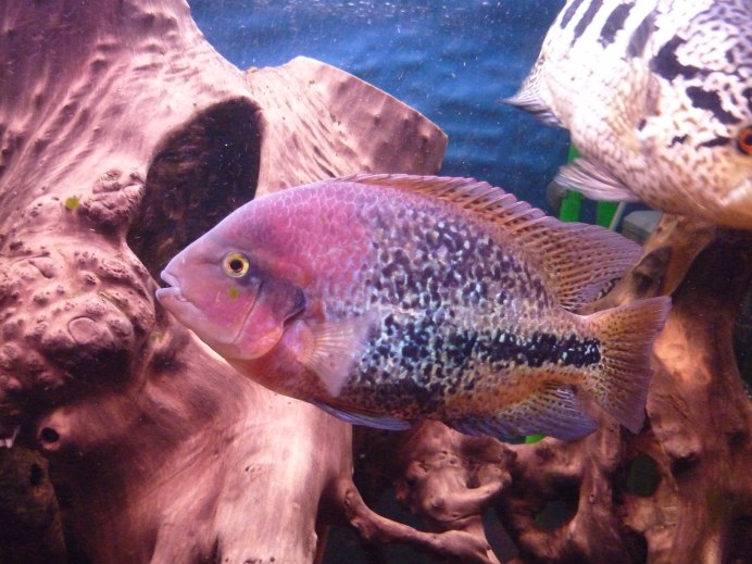 Цихлазома гуттулатум