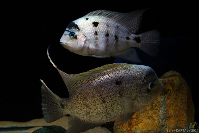 Вьеха Аргентия