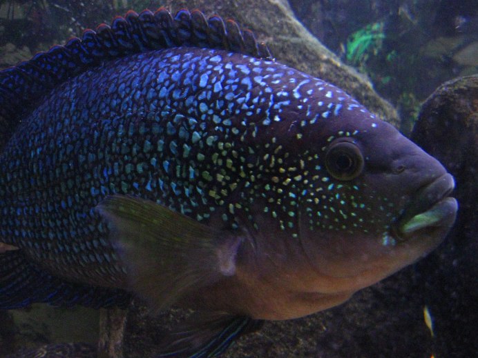 Изумрудная цихлазома