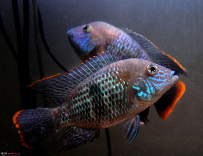 Цихлазома хромис красавец