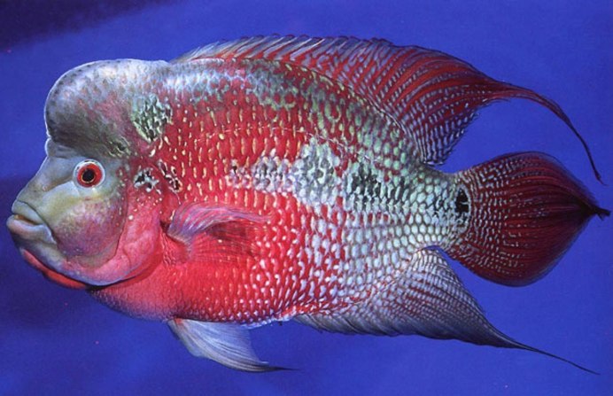 Астронотус северум акара