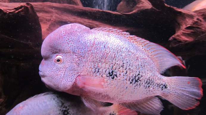 Цихлазома Вьеха