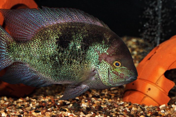 Цихлазома фенестратум.