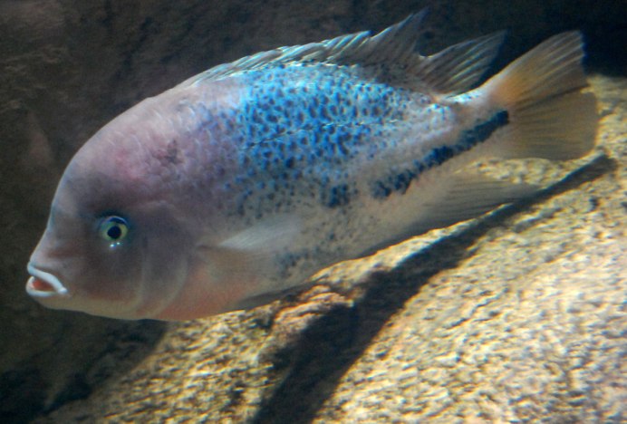 Цихлиды Радужная цихлазома