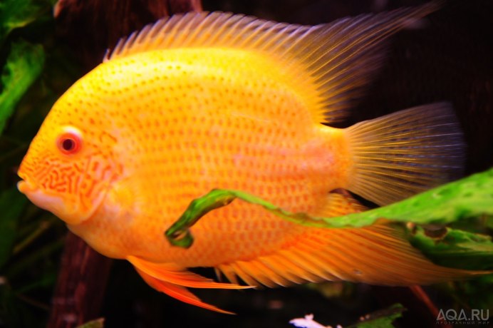 Бриллиантовая цихлазома (Herichthys carpintis)