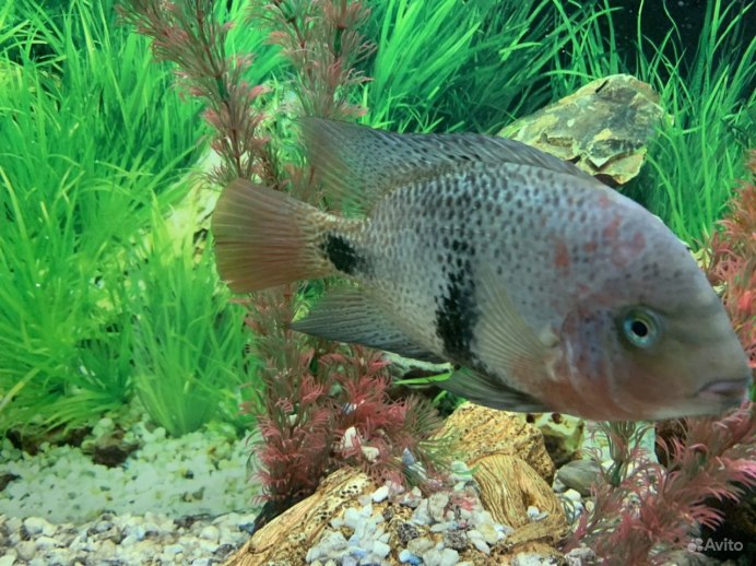 Красногорлая цихлазома