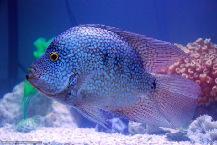 Манагуанская цихлазома