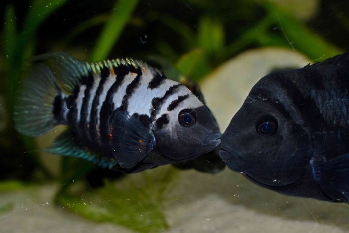 Вьеха Рио азуфрест