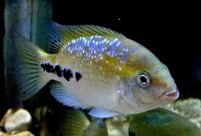 Цихлазома фенестратум.