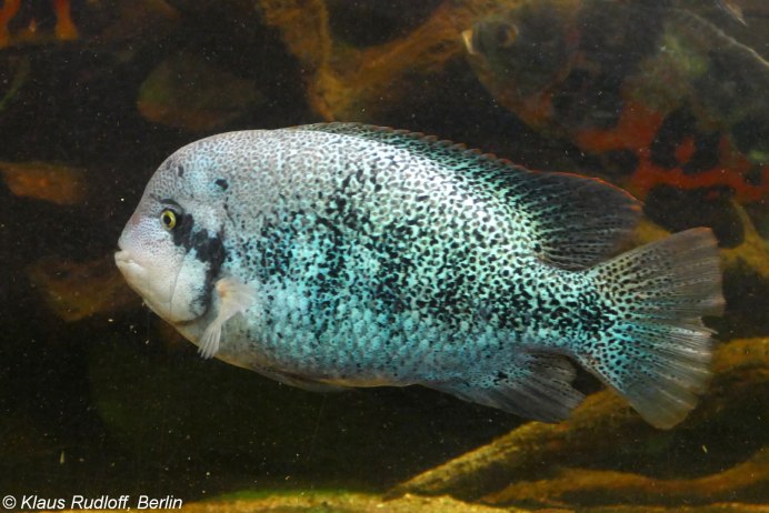 Цихлазома Брейдохри