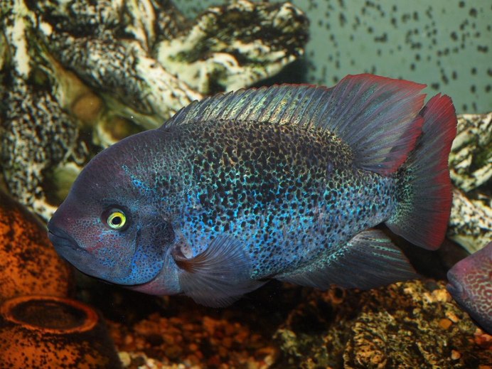 Цихлазома фенестратум.