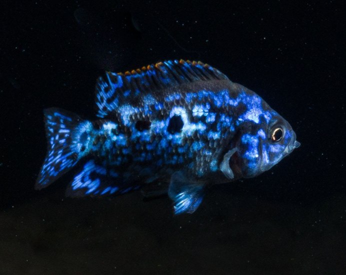 Цихлазома Аргентея