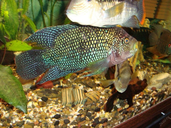 Вьеха Аргентия