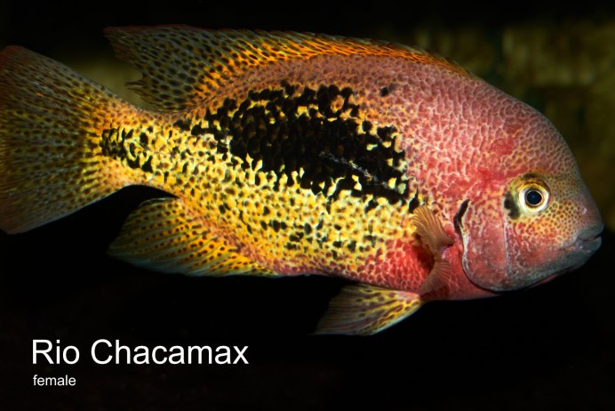 Паратерапс занатум