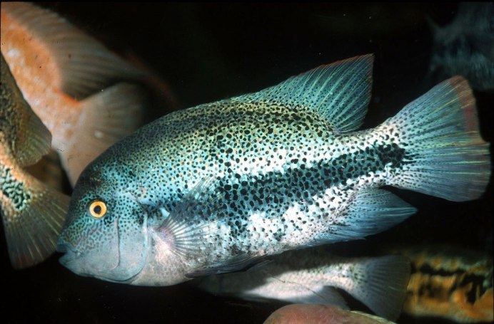 Цихлазома гуттулата