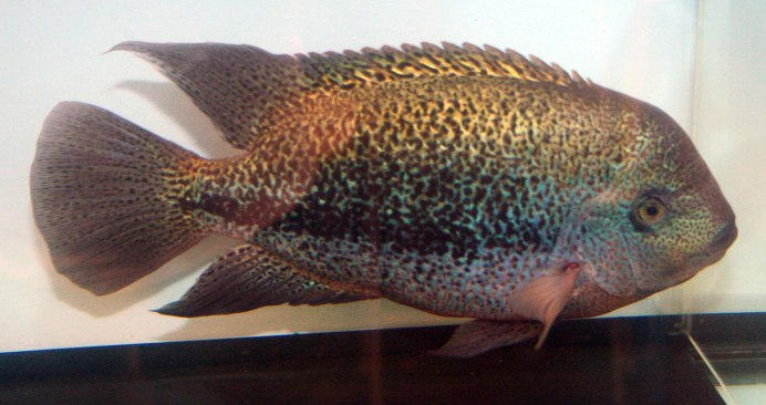 Вьеха Хартвеги розовая