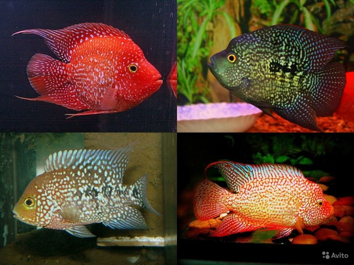 Мальки Вьехи