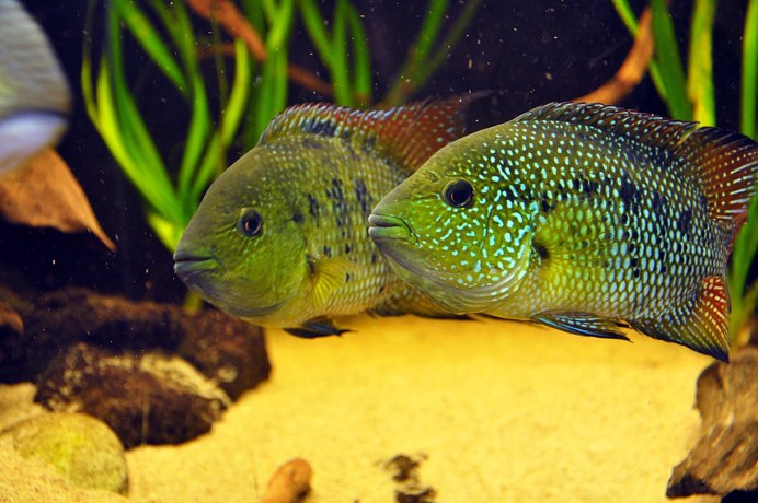 Восьмиполосая цихлазома Пчелка