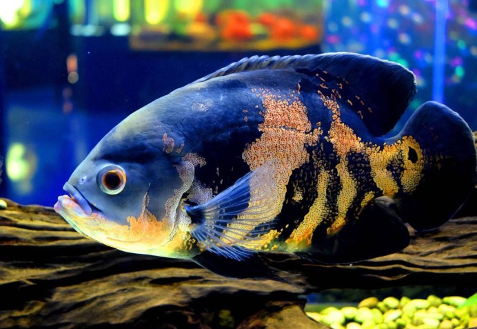 Paraneetroplus synspilus