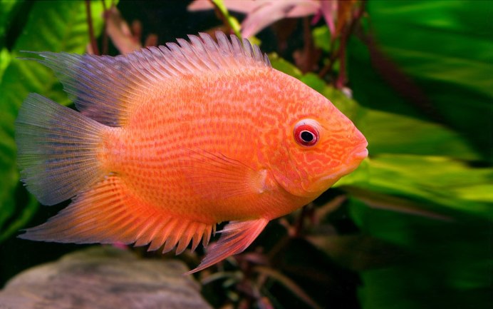 Вьеха Хартвеги