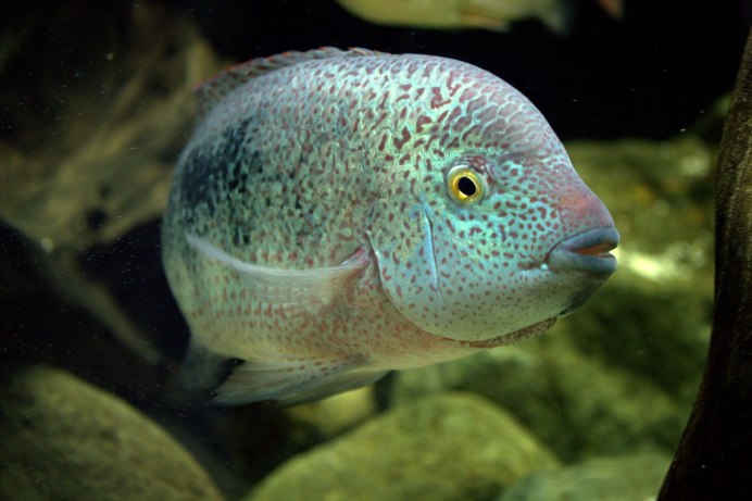 Цихлазома Вьеха Хартвеги