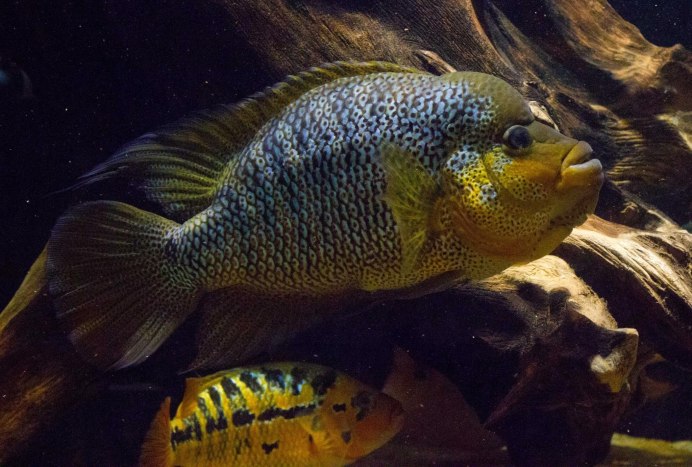 Купить американских цихлид на авито