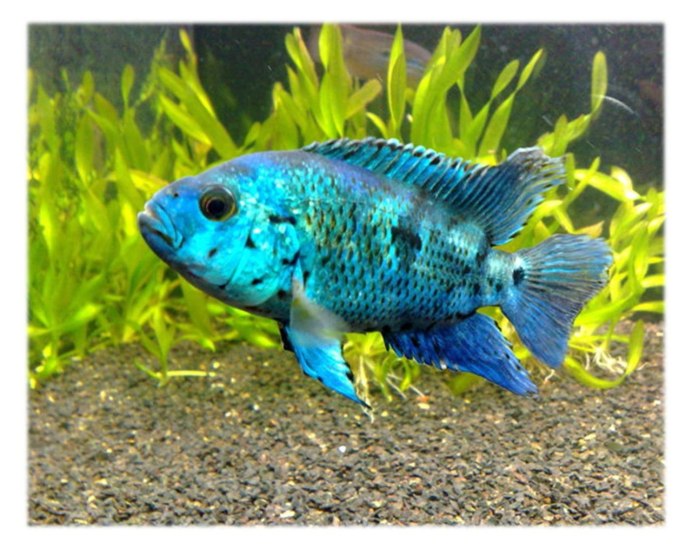 Вьеха Фенестратус