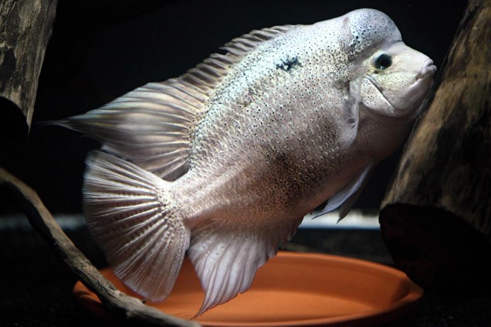 Цихлазома Фридрихшталя