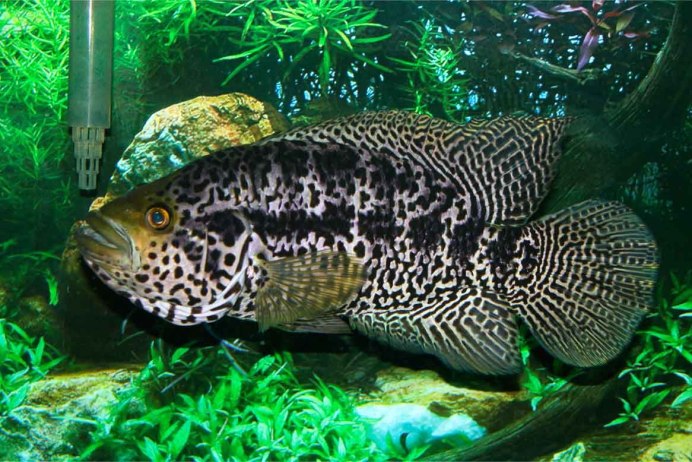 Рыбка Бриллиантовая цихлазома