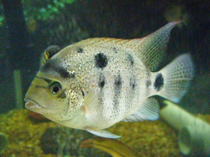 Цихлазома Аргентея