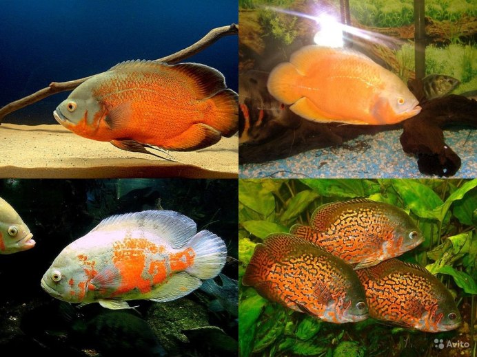 Апистограмма Блю Демпси